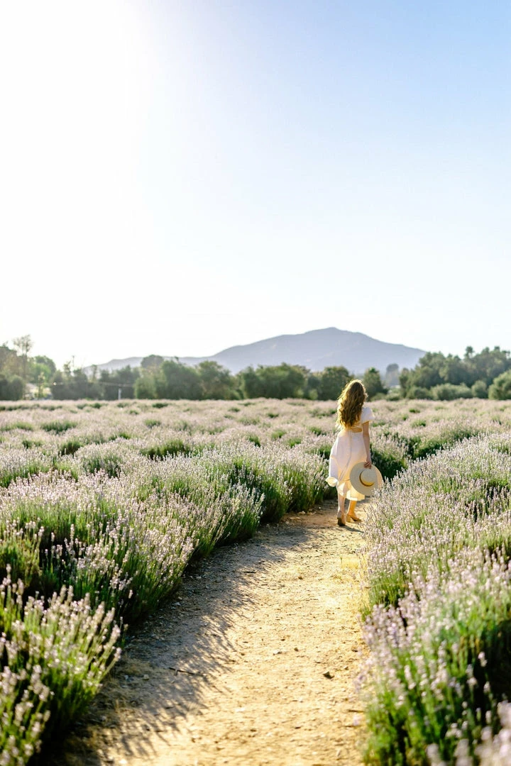 Fore Collection Colbie Poplin Midi Dress Clothing